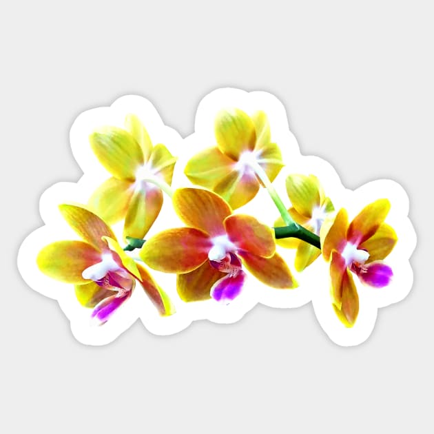 Orchid - Phalaenopsis Orchid Taida Pride Cupid Sticker by SusanSavad